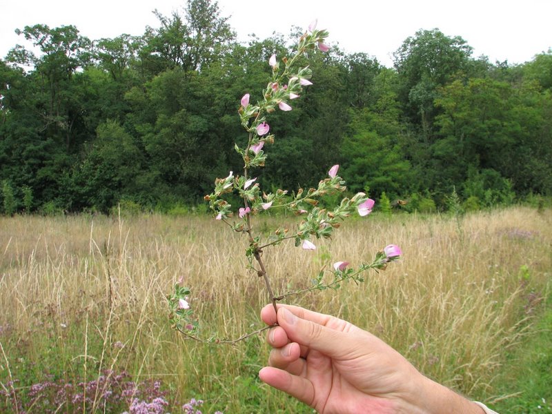 Bugrane rampante   Ononis repens